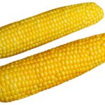 228 Kukurica klasy - gastro