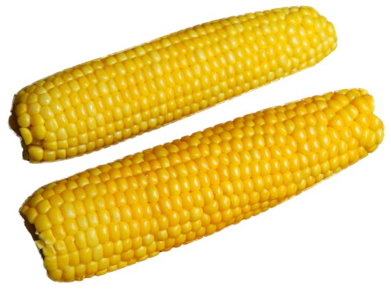 228 Kukurica klasy - gastro